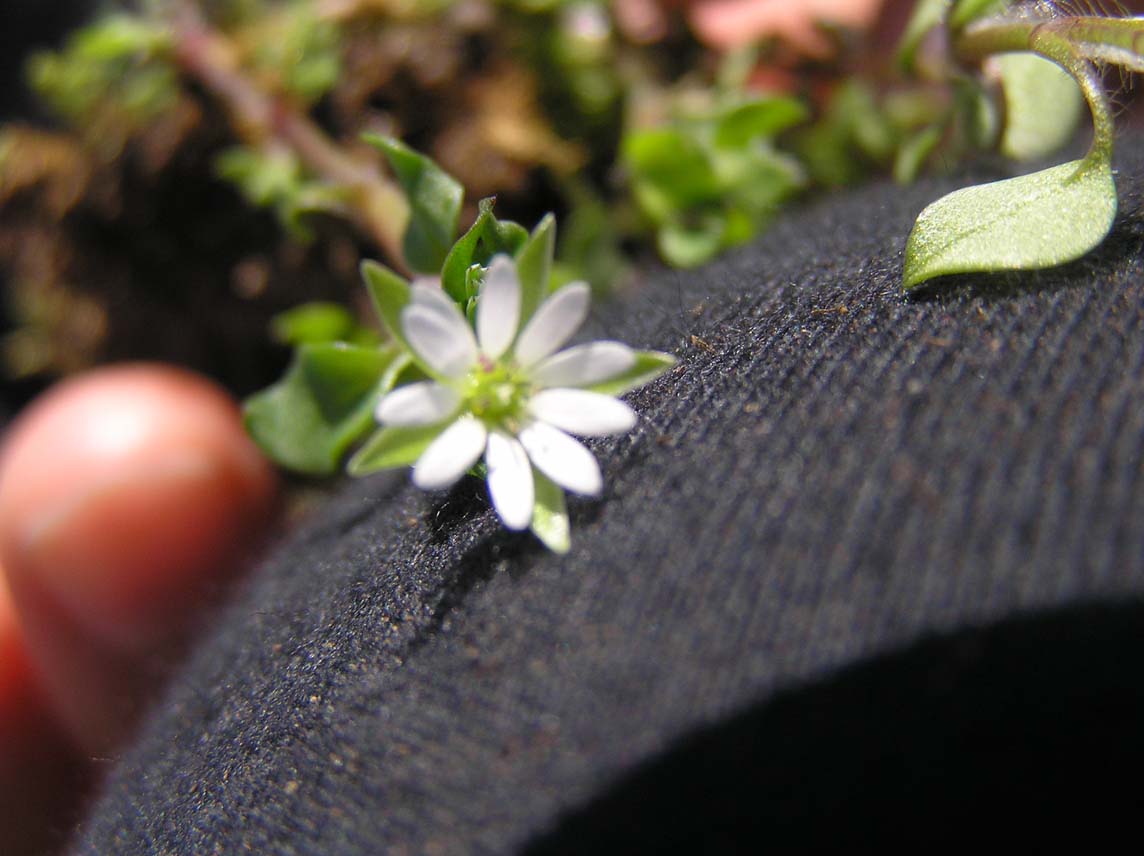 Stellaria media subsp. media / Centocchio comune